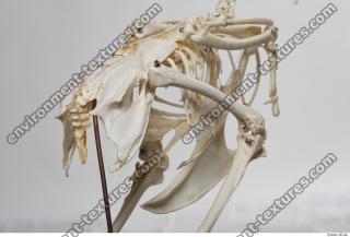 Photo Textures of Hen Skeleton